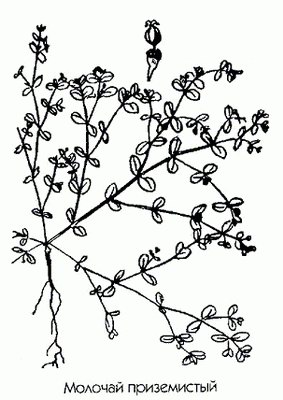   ( ) - Euphorbia humifusa Willd.