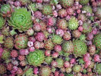 �������� ���������� - Sempervivum tectorum L.