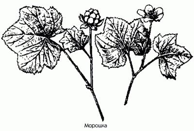  ( , ) - Rubus chamaemorus L.