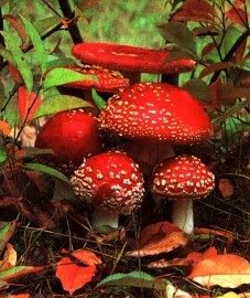 ������� ������� - Amanita muscaria L.
