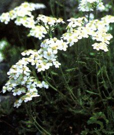 ��������� ����� (��������) - Hibiscus abelmoschus L. // Hibiscus sagittigolius L.