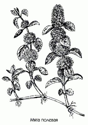   ( , ) - Mentha arvensis L.