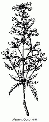   () - Pedicularis palustris L.