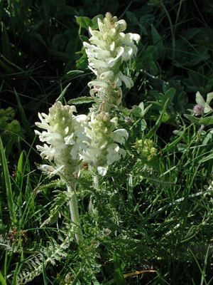   ( , ) - Pedicularis comosa L.