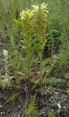   - Pedicularis Kaufmannii Pinzger.