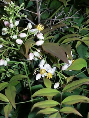   - Nandina domestica Thunb.