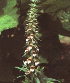   - Digitalis grandiflora Mill.