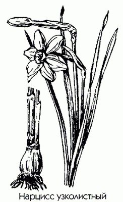   ( ,  ) - Narcissus angustifolius L. Narcissus poeticus L