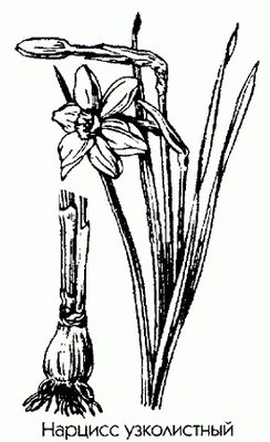 ������� ����������� (������� �����������, ������� �����) - Narcissus angustifolius L. Narcissus poeticus L