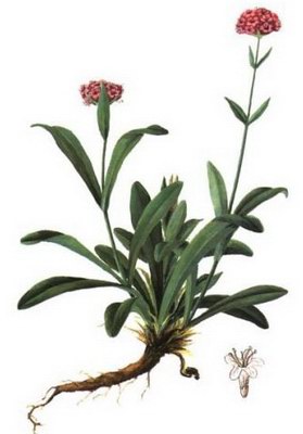 ���� - Nardostachys jatamansi DC