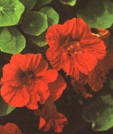   - Tropaeolum majus L.