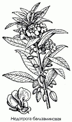   ( ) - Impatiens balsamina L. // Balsamina hortensis Desp.