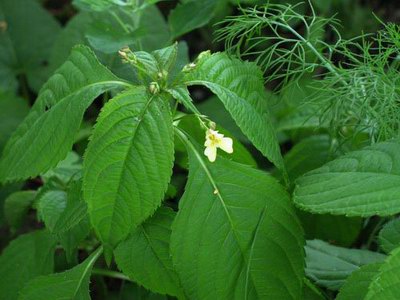   - Impatiens parviflora DC