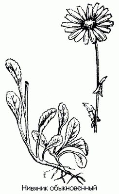 Нивяник обыкновенный (поповник обыкновенный, ромашка большая) - Leucanthemum vulgare Lam.