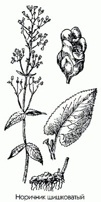   ( ) - Scrophularia nodosa L.