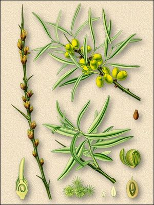 �������� ������������� (������ ���������) - Hippophae rhamnoides L.