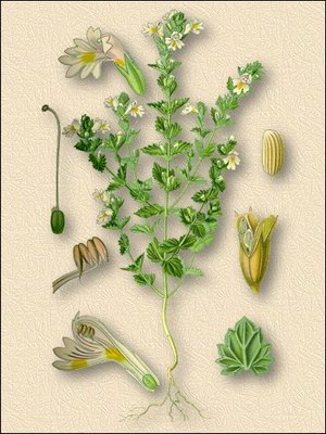   ( ) - Euphrasia officinalis L.