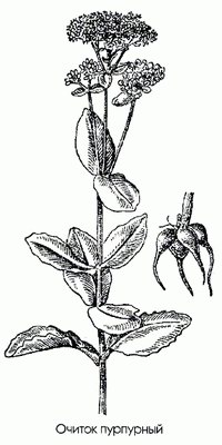 ������ ��������� (�������) - Sedum purpureum L.