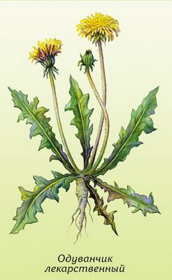   ( ) - Taraxacum officinale Weber