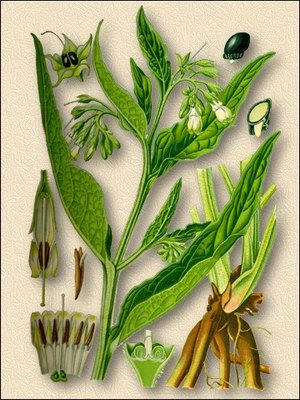   ( ) - Symphytum officinale L.