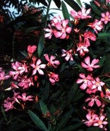   - Nerium oleander L.