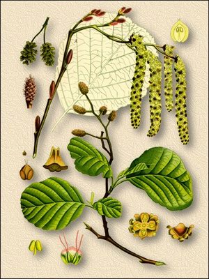 ����� ����� - Alnus incana L.
