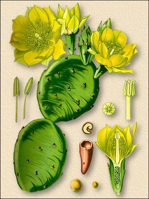  - Opuntia robusta L.