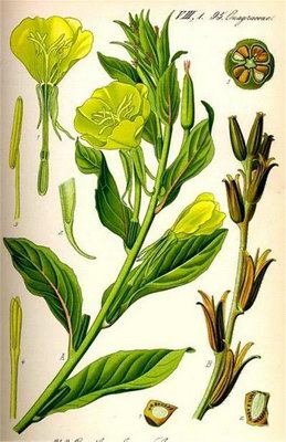   ( ,  ,  ) - Oenothera biennis L. // Onagra biennis (L.) Scop.