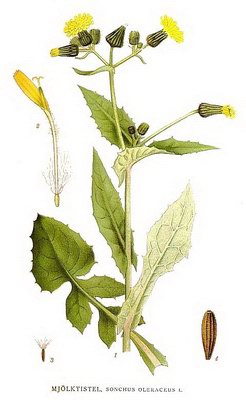   (, ) - Sonchus oleraceus L.