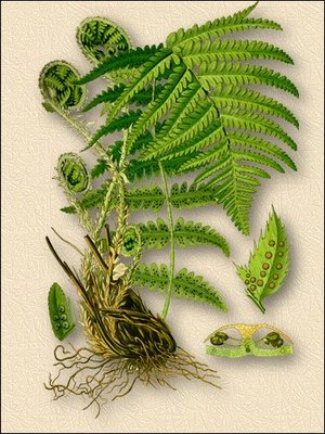 Папоротник мужской (щитовник мужской) - Aspidium filix-mas (L.) Swartz // Drioptehs filix-mas (L.) Schott.