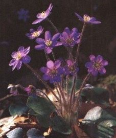   ( ) - Anemone hepatica L. // Hepatica nobilis Schrab. Hepatica triloba L