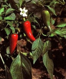    - Capsicum annuum L.