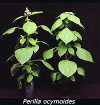   () - Perilla ocymoides L