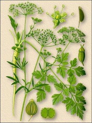   ( ) - Petroselinum crispum (Mill.) Nym.Petroselinum sativum Hoffm.