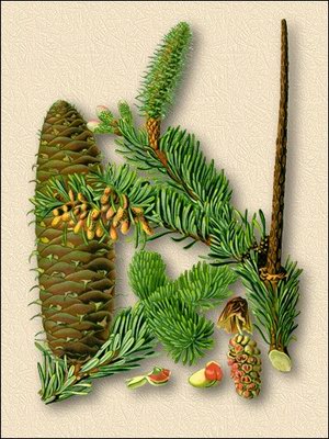 ����� ��������� - Abies sibirica Ldb.