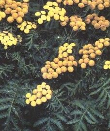Пижма обыкновенная (рябинка дикая) - Tanacetum vulgare L
