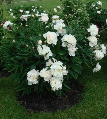   - Paeonia abbiflora Palle