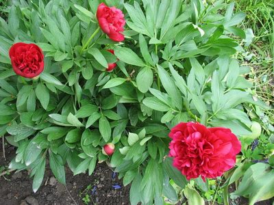   ( ) - Paeonia peregrina Mill. // Paeonia decora G. Anders.