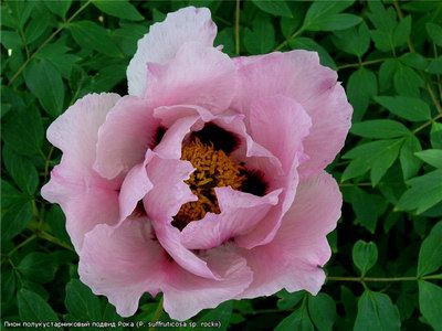   ( ) - Paeonia suffruticosa Androw.