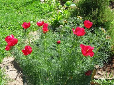   ( , ,  ) - Paeonia tenuifolia L.