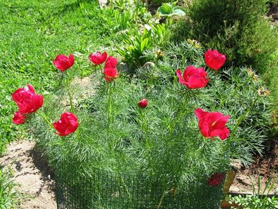   ( , ,  ) - Paeonia tenuifolia L.