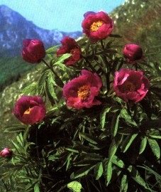   ( ) - Paeonia anomala L