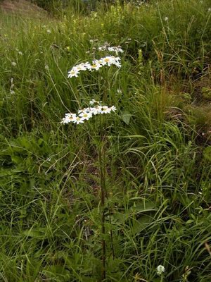   () - Pyrethrum majus (Desf.) Tzvel.