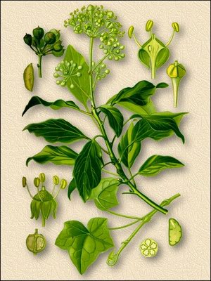   () - Hedera helix L.