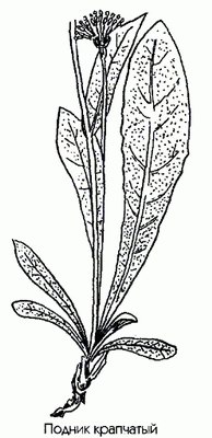   - Achyrophorum maculatum (L) Scop.