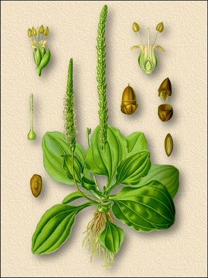   ( ) - Plantago major L.