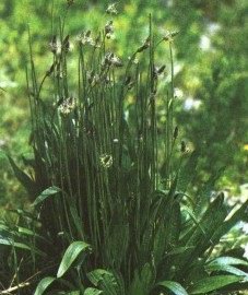   - Plantago lanceolata L.