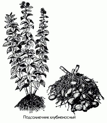 ������������ ������������ (����������, �������� �����) - Helianthus tuberosus L.