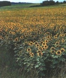   - Helianthus annuus L.