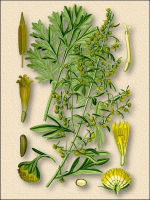 Полынь горькая - Artemisia absinthium L